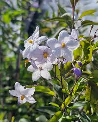 Image result for Solanum laxum