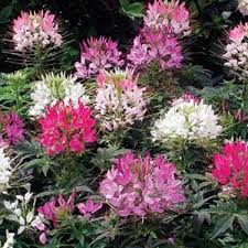 Image result for Cleome bororensis