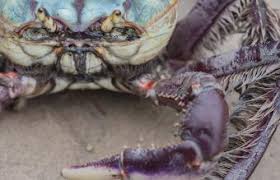 We are all really different people, let's find out more about your inner cancer as well as about other people to understand their interests and ulterior. Cancer Animal Sign In Astrology Lovetoknow