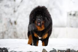 Check spelling or type a new query. 15 Fluffy Dog Breeds With Pictures Pet Keen