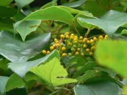 Image result for Cissus welwitschii