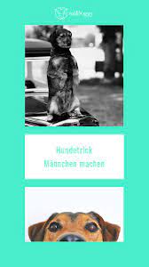 mannchen machen beibringen anleitung midoggy community hundetricks hunde hundchen training