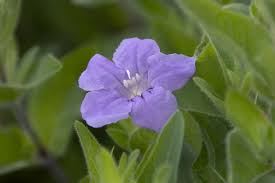 Image result for Vandellia humilis