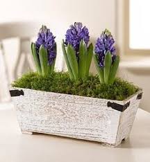 Its products are perceived as value for money because of its diversified range, convenience and high quality of. 10 Flowers Plants Etc Ideas Plants Flowers Marks And Spencer