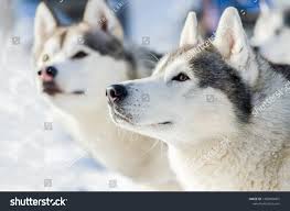 Two Siberian Husky Dog Outdoor Face Stock Photo Edit Now 1483864001