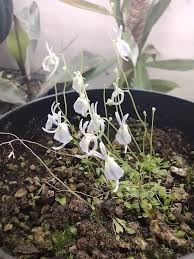 Image result for Utricularia formula