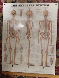 Laminated Illustrated Human Skeletal System Anatomical Chart