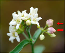 Image result for Vincetoxicum