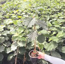 Consultati acum catalogul nostru online de piese auto nissens si puteti face comenzi online la. Aluni Lumea Satului