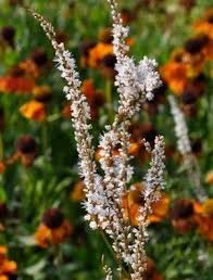 Long slender stems scramble up and through other plants. Persicaria Amplexicaulis Alba Claire Austin Cottage Garden Plants Bare Root Peonies Plant Combinations