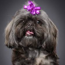 Shih Tzu Colors Coat Patterns Rare Colorings