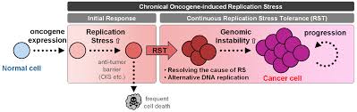 Image result for Oncogene