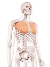 The anatomical drawings were organized in a fairly classical manner to be easily used as a standard anatomical atlas. Human Chest Muscles Photograph By Sebastian Kaulitzki Science Photo Library