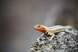 Die ecuador tiere modelle von diesen herstellern verkaufen sich schon seit mehreren jahren erfolgreich, aufgrund ihrer qualität und einem etablierten namen. Tiere Auf Galapagos Galapagos Ecuador Reisen Informationsportal