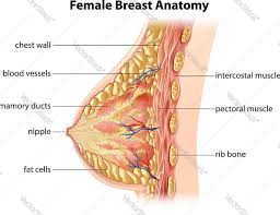 Thoracic cavity and thoracic wall. Female Breast Anatomy