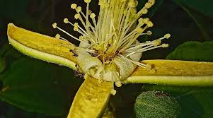 Image result for Grewia pachycalyx
