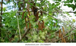 Image result for Mucuna poggei