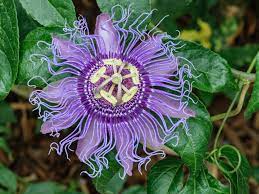 Top 5 Choices For Vines And Climbing Plants World Of Flowering Plants Passion Flower Plant Passion Flower Passion Flower Tea