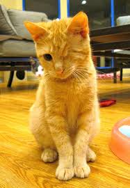 Cats all motors for sale property jobs services community pets. Paw Print Young Orange Tabby Wants A Normal Life Nj Com