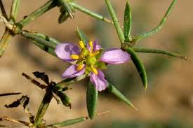 Image result for Fagonia isotricha