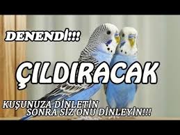 Disi Muhabbet Kusu Sesi Muhabbet Kusu Kizistirma Cildiracak Youtube