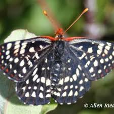 Image result for Chaseella pseudohydra