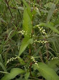 Image result for Persicaria barbata