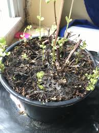 Mint prefers fertile soil with a ph from 6.0 to 7.0. Can Any Tell Me What This Is On My Mint Plant Soil Mold Thanks Indoorgarden