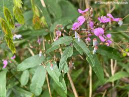 Image result for Desmodium