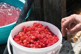 Image result for Rubus adolfi-friederici