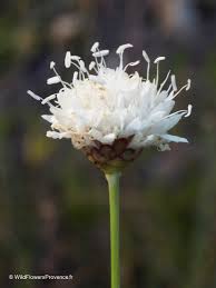 Image result for Cephalaria pungens