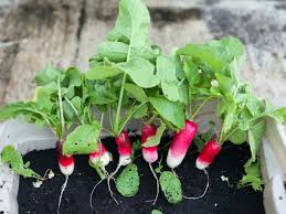 We did not find results for: Growing Radishes Indoors Diy