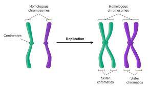 Maybe you would like to learn more about one of these? Sister Chromatids Bioninja