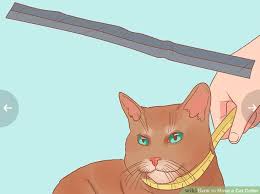 How To Permanently Stop Your Cat Peeing On The Carpet Disneyvacation