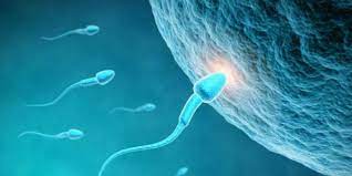 Tratamientos De Fertilidad Cuales Son Los Mas Utilizados