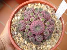 The board of the santa barbara cactus and succulent society sadly cancels the june 2020 meeting due to the current stay safer at home directive from our governor. Sulcorebutia Rauschii Violacidermis Bolivia Colorful Succulents Cacti And Succulents Succulent Landscaping