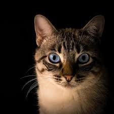 Maybe you would like to learn more about one of these? 7 Arti Mimpi Digigit Kucing Berkaitan Dengan Rezeki Ragam Bola Com