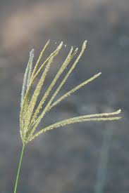 Image result for Chloris gayana