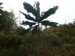 Image result for Anthocleista vogelii