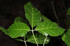 Image result for Allophylus congolanus