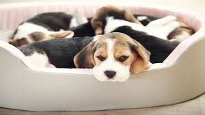 Get in on the social sensation and chatter with irresistible video. National Puppy Day Petpartners Pet Insurance