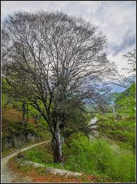 Brăzești (berzesd), cioara de sus (felsőcsóra), muncelu (muncsal), sartăș (szártos) and simulești. Lumea VÄƒzutÄƒ Din Turda Baia De Aries Judetul Alba