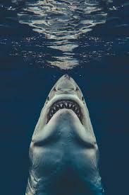 Jaws, job access with speech, is the world's most popular screen reader, developed for computer users whose vision loss prevents them from seeing screen content or navigating with a mouse. We Spoke To The Diver Whose Photo Recreated The Jaws Movie Poster Feature Shoot