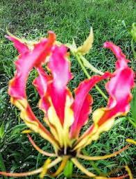 Zimbabwe Is A Country Situated In Africa Continent The National Flower Of Zimbabwe Is Gloriosa Superba Africa Continent Flowers Zimbabwe