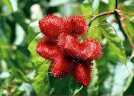 Image result for Bixa orellana