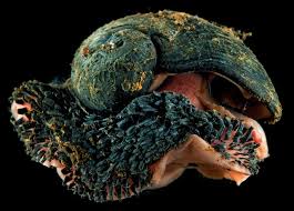 Image result for Kotschya stolonifera