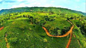Kulon progo menjadi salah satu wilayah yang kerap menjadi tujuan wisatawan. 6 Kebun Teh Cantik Di Pulau Jawa