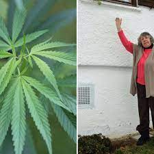 Alles rund um cannabis und hanf. Hasch Oma Aus Waakirchen Pflegt Hanf Pflanze Im Garten Waakirchen