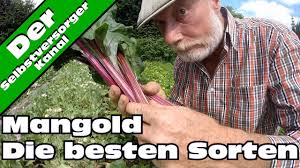 Wir verraten, worauf es bei der ernte der verschiedenen sorten ankommt und wie das gemüse über monate hinweg frisch und lecker auf den tisch. Mangold Anbauen Die Besten Sorten Teil 2 Youtube
