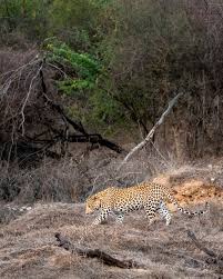 Leopard Safari At Mumbai's Sanjay ...